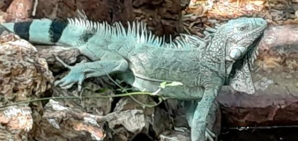 Facelift Hofi Pastor