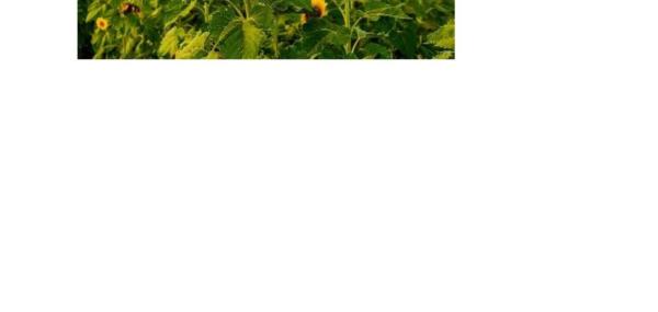 Planta Zonnebloem na Savaan