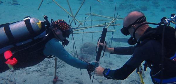 Uitplanten Koraal t.b.v. Rifherstel Caracasbaai