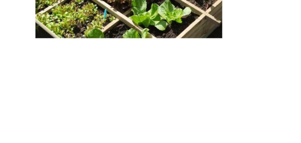 Verbetering Moestuin Boomgaarde Savaanhuis