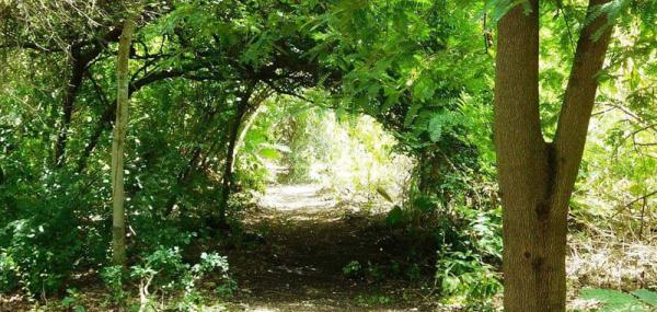 Fragmenteren van koralen en in groeibomen plaatsen