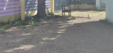 Going Green and Going Healthy. A greenhouse for us