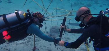 Uitplanten Koraal t.b.v. Rifherstel Caracasbaai