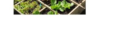 Verbetering Moestuin Boomgaarde Savaanhuis